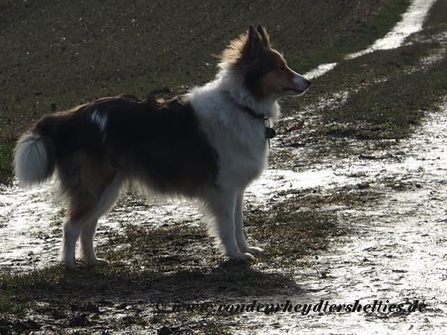 Aivi - Bilder - 29.01.2017.JPG