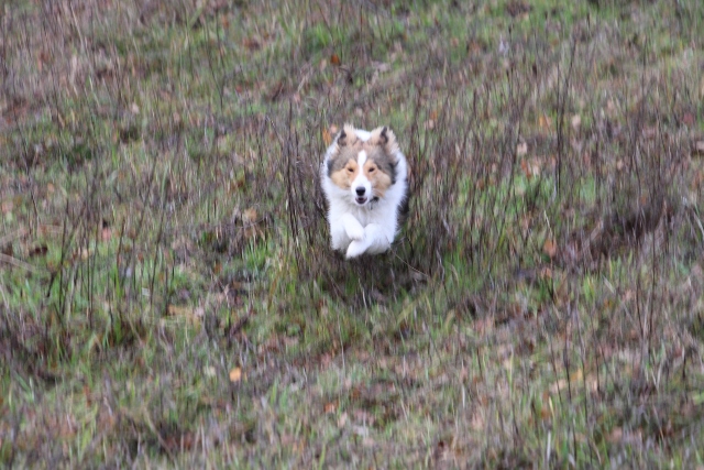 14.08.2013 fliegender Hund