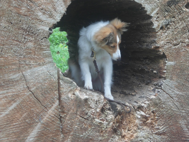 15.08.2013 Aivi fraglicher Hhlenhund