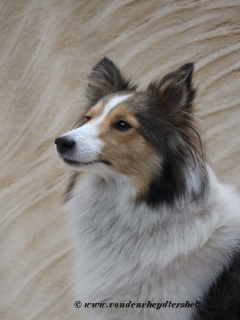 14.10.2016----------Aivi