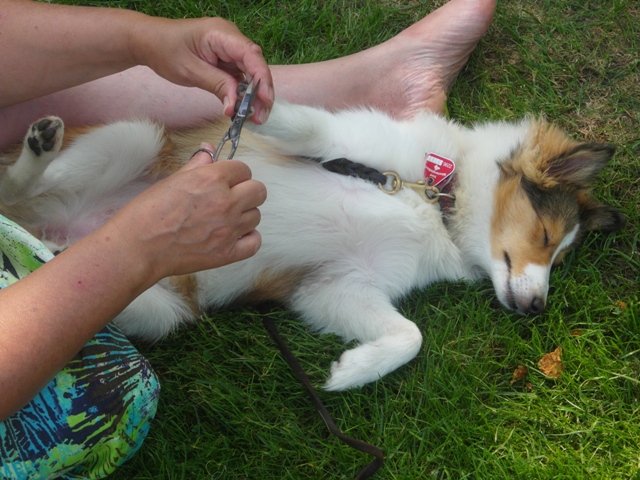 23.08.2013 Pfotenpflege bei Aivi in Breskens