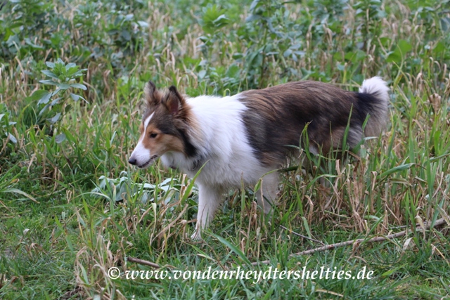 26.01.2014 in Odenkirchen Sheltiespaziergang