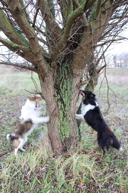 14.08.2013                 Der Leckerchenbaum 3
