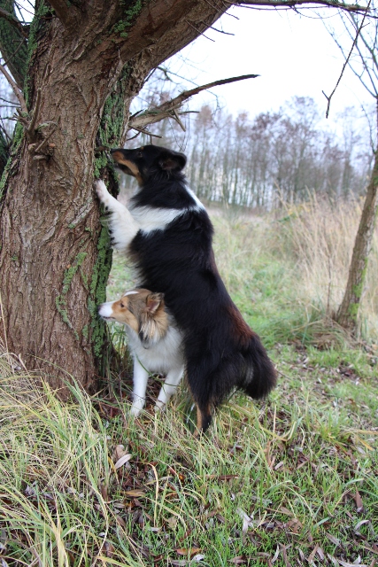 14.08.2013         Der Leckerchenbaum 2