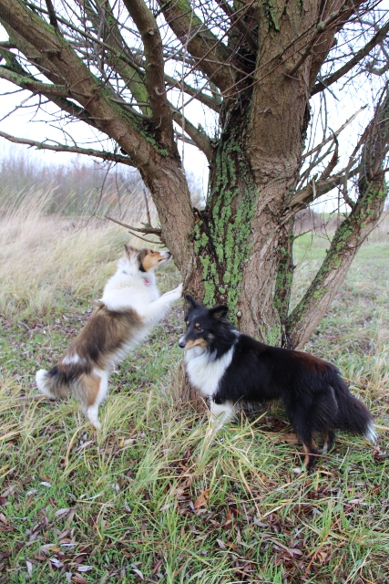 14.08.2013         Der Leckerchenbaum
