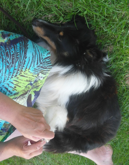 23.08.2013 Pfotenpflege bei Gulie in Breskens