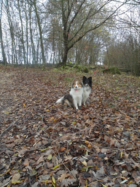 01.12.2013 Gulie  Aivi