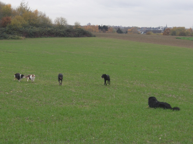 25.11.2013 Gulie Aivi Dima Leo Piedro