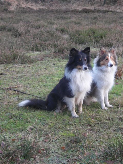 29.12.2013 Sheltietreffen_1      2 gute Freundinnen