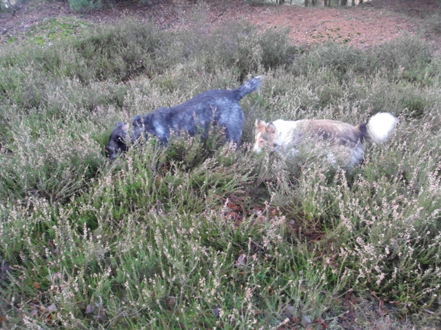 29.12.2013 Sheltietreffen_13 Die Suchenden