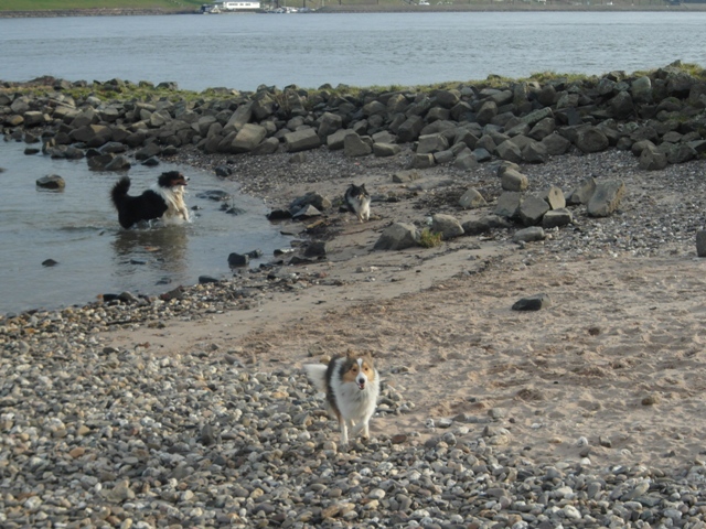 19.01.2014    Rhein in Duesseldorf 16