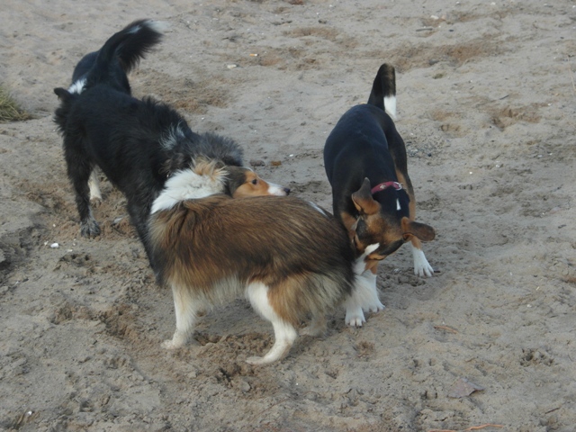 19.01.2014    Rhein in Duesseldorf 27