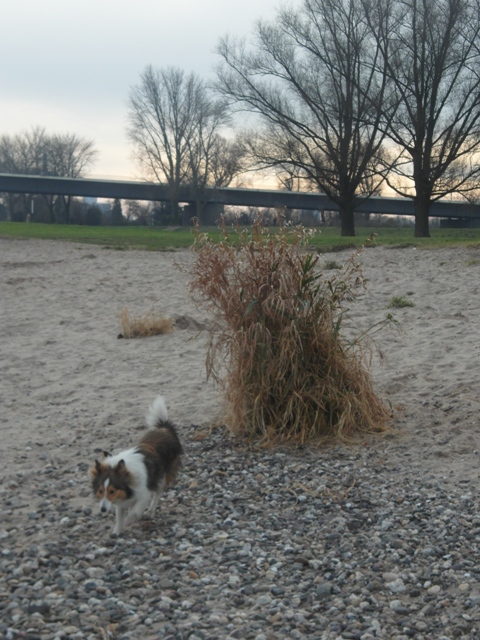 19.01.2014    Rhein in Duesseldorf 30