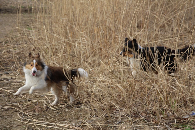 11.01.2014 Schoener Spaziergang mit Freunden bei herrlichem Wetter 1j
