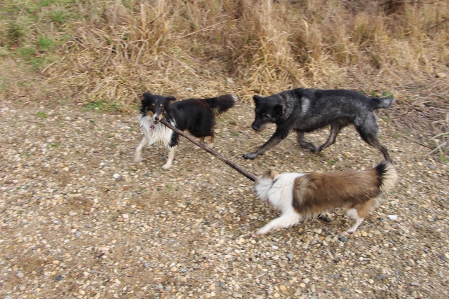 11.01.2014 Schoener Spaziergang mit Freunden bei herrlichem Wetter 1n