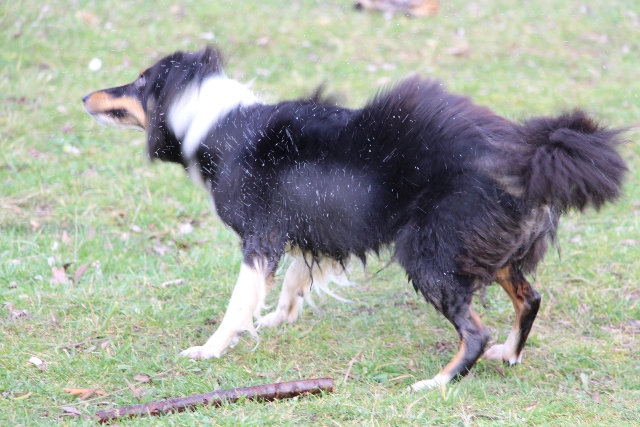 11.01.2014 Schoener Spaziergang mit Freunden bei herrlichem Wetter 1x - Ich kann mich schuetteln