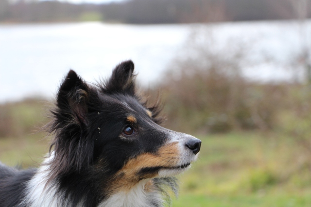 11.01.2014 Schoener Spaziergang mit Freunden bei herrlichem Wetter 2f