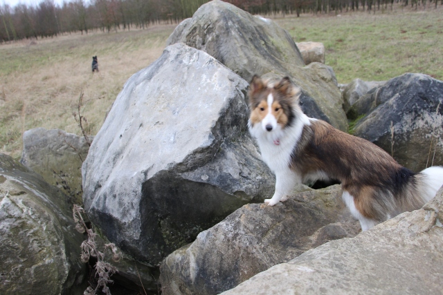 11.01.2014 Schoener Spaziergang mit Freunden bei herrlichem Wetter 2i