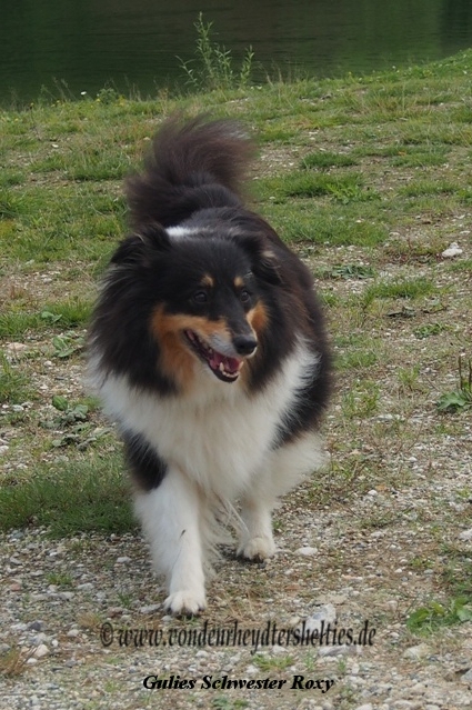 Gulies Halbschwester Roxy