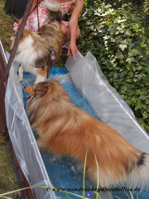 P8274978-Alice-Amy-und-Django