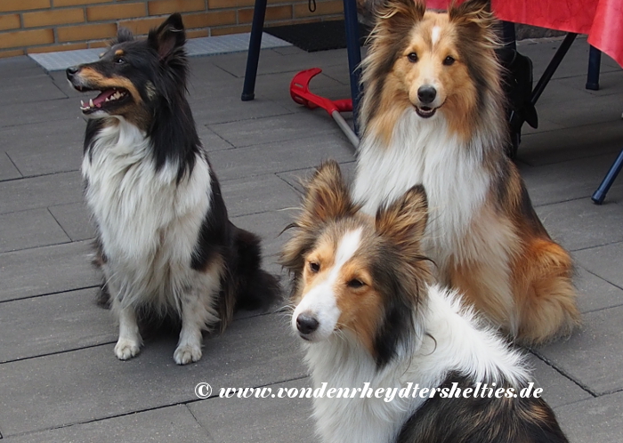 oben-re-Amadeus-Charly