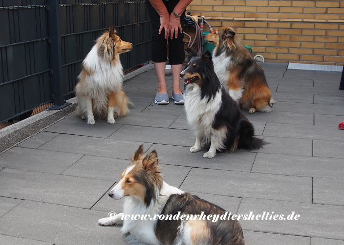 oben-re-Arwen-Sammy-li-Amadeus-Charly