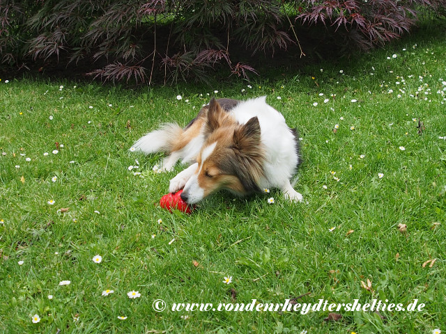 Aivi_1_P6163416 Aivi_1_P6163416