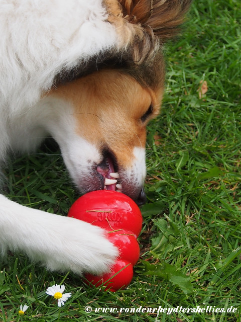 Aivi_4_P6163435 Aivi_4_P6163435