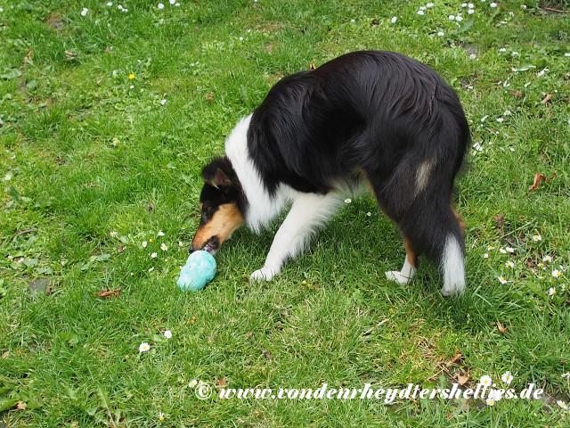 Bontje_1_P6163408 Bontje_1_P6163408