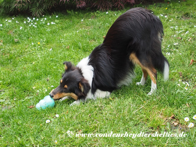 Bontje_1_P6163412 Bontje_1_P6163412