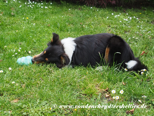 Bontje_2_P6163409 Bontje_2_P6163409