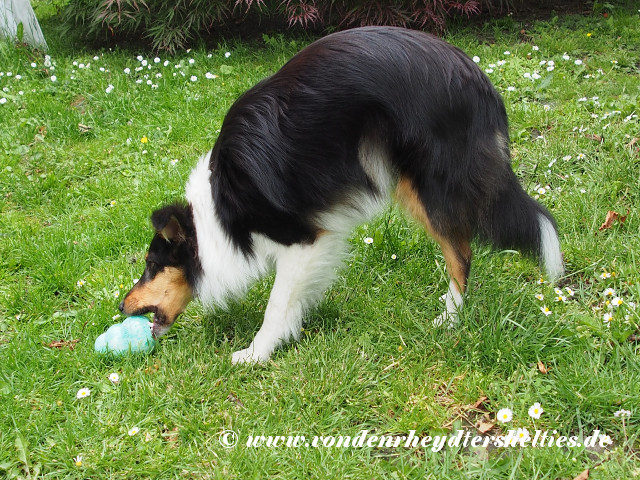 Bontje_3_P6163410 Bontje_3_P6163410