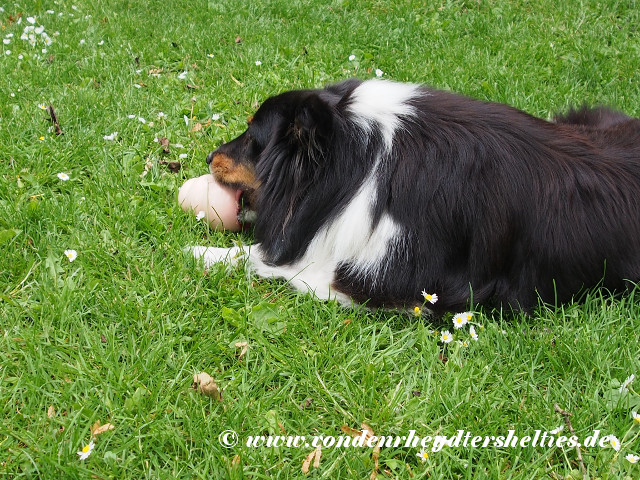 Gulie_3_P6163419 Gulie_3_P6163419