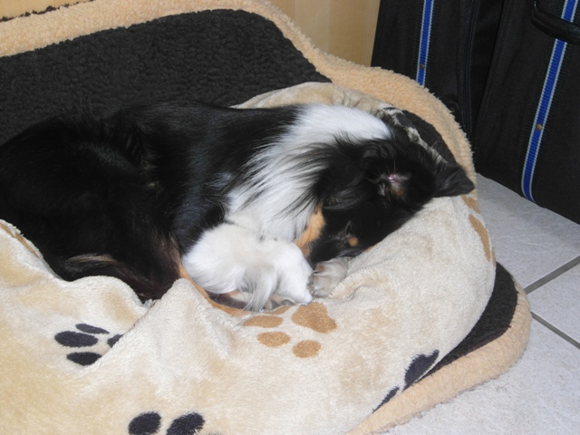 05.04.2013 Gulie kann das Elend des Kofferpackens wohl nicht mehr sehen