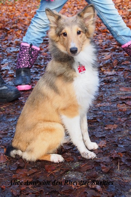 Alice Amy Mitte Dezember fast 6 Monate alt Nr. 1