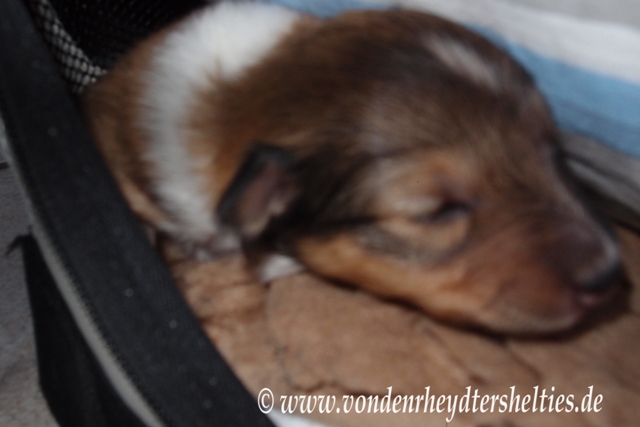 Nr. 2 sucht einen Ausgang