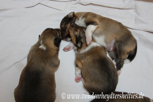 li Nr. 5 oben re Nr. 1 Mitte Nr. 2