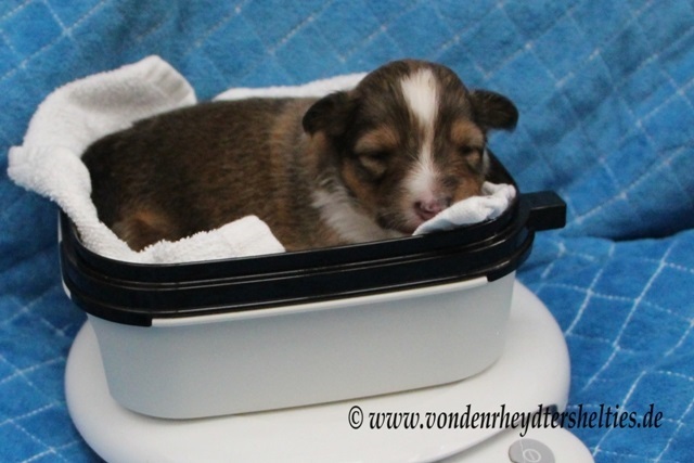 ich bin doch viel zu mde.2 ich bin doch viel zu mde.2