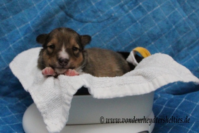 Hallo Leute. Ich bin Nummer 5. 2 Hallo Leute. Ich bin Nummer 5. 2