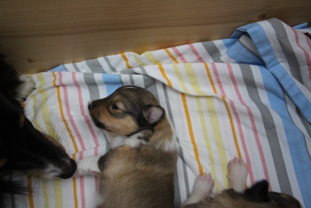 IMG_2732 Gulie  A-chen 2