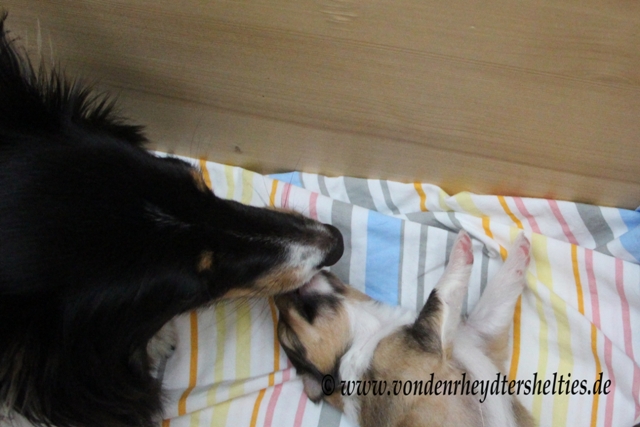 IMG_2735 Gulie  A-chen Nr. 3