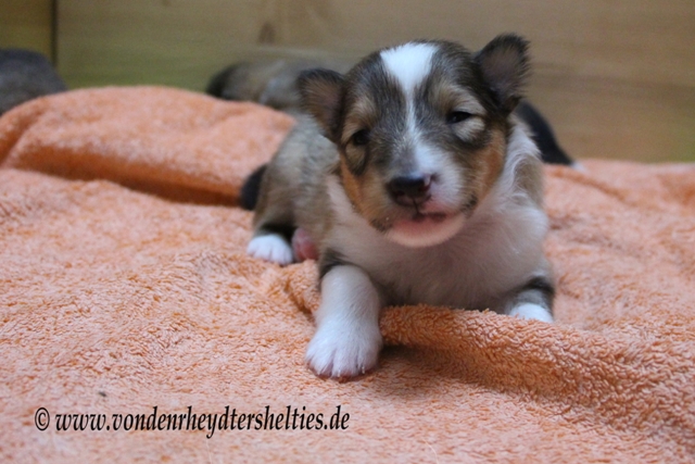 IMG_2910 A-chen Nr. 3