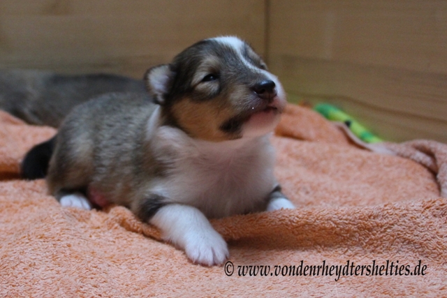 IMG_2917 A-chen Nr. 3