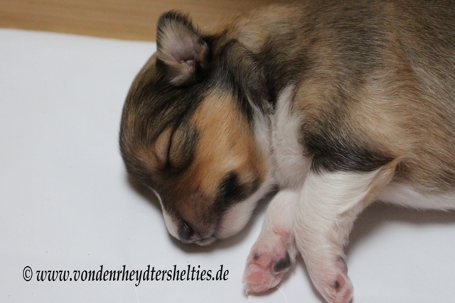 IMG_2920 A-chen Nr. 1