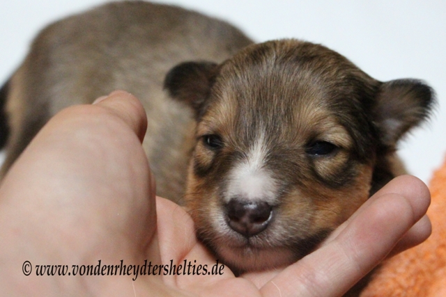 IMG_2925 A-chen Nr. 5