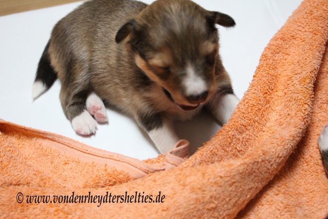 IMG_2928 A-chen Nr. 5