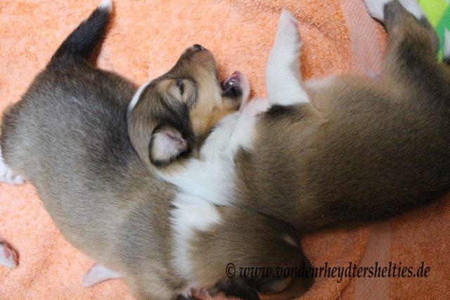 IMG_2933 oben A-chen 3 unten A-chen 2