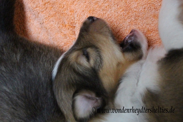 IMG_2935 A-chen Nr. 3