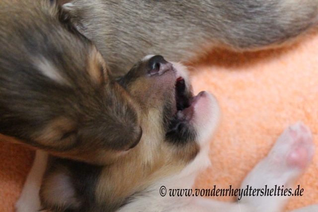 IMG_2940 A-chen Nr.3