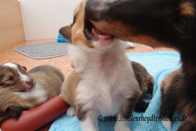 P7060060 Maulkontrolle